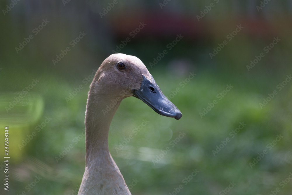 potrait of a running duck with green background potrait of a running duck with green background