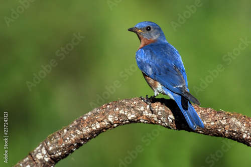 Male Bluebird on perch © Janet
