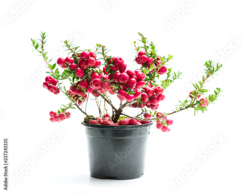 Fototapeta Naklejka Na Ścianę i Meble -  Evergreen Christmas plant in pot isolated on white