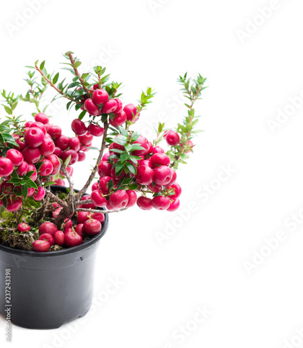 Evergreen Christmas plant in pot isolated on white