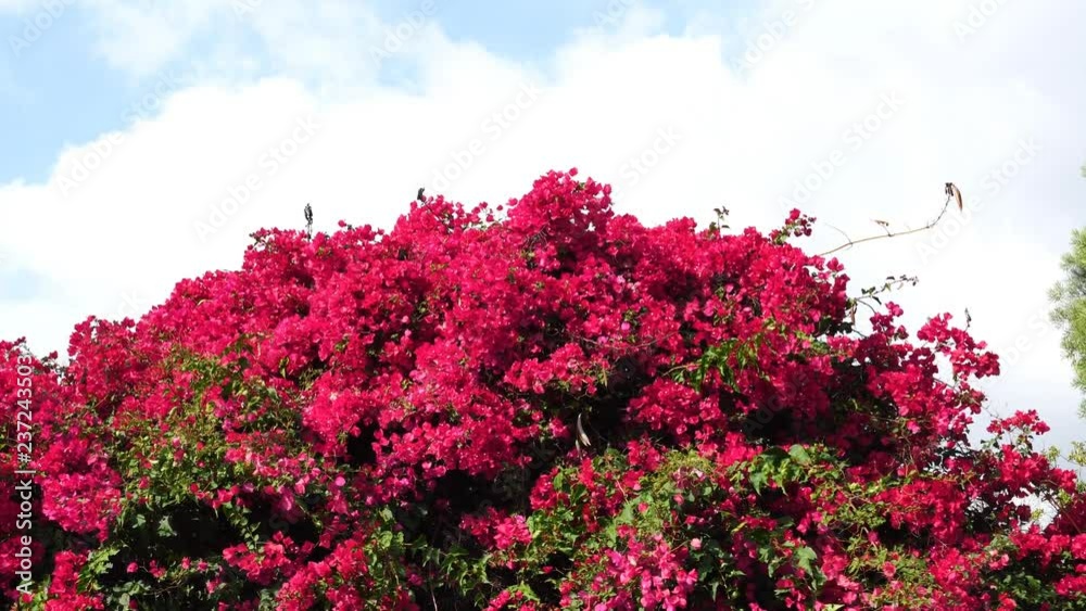 Beautiful blossom of the Bougainvillea flower at Los Angeles, California Beautiful blossom of the Bougainvillea flower at Los Angeles, California