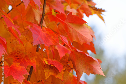 Fiery Maple Leaves closeup