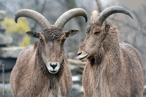 Barbary Sheep in Zoo