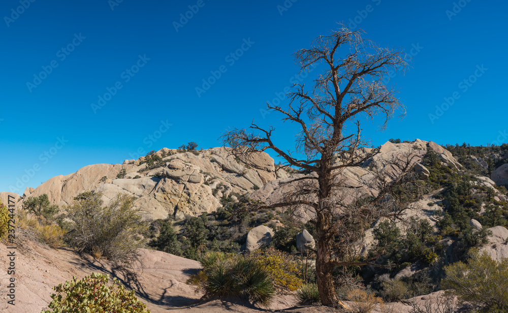 Dead Tree in Desert Rock Canyon