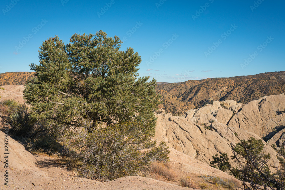 Evergreen Bush Side of Desert Canyon