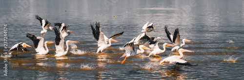palicans in lake photo