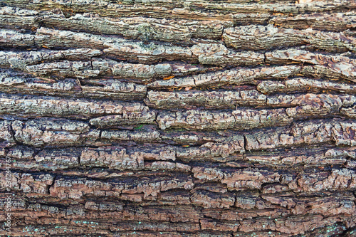 The bark of a tree with moss