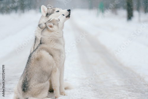 Winter portrait of lovely couple of syberian husky puppies standing on snowy road. Cute breeding male   female white dogs in love. Beautiful domestic funny pet family. Pair of playful animals friends