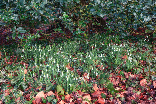 Snowdrops blooming between the fallen leaves in the February sun