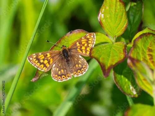 The Duke of Burgundy butterfly ( Hamearis lucina ) resting photo