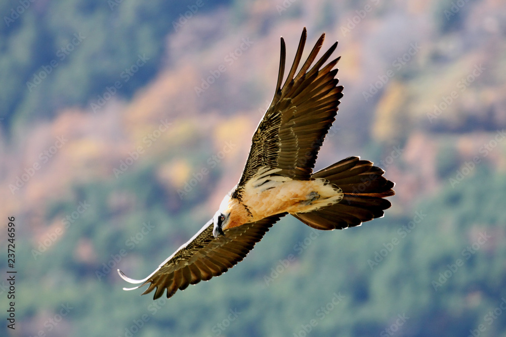 Obraz premium Adult Lammergeier, Gypaetus barbatus