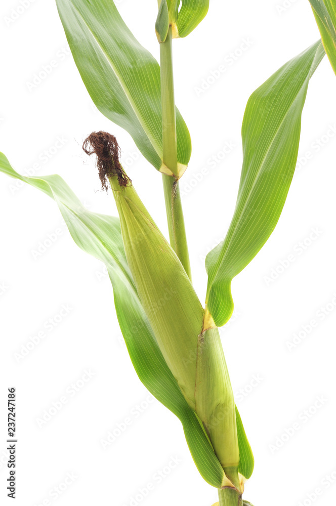 Obraz premium Green corn with leaves and a stalk.