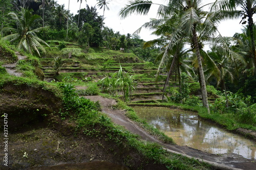 tropical jungle in Bali
