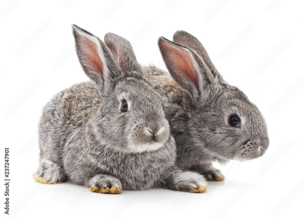 Two gray rabbits. Two gray rabbits.