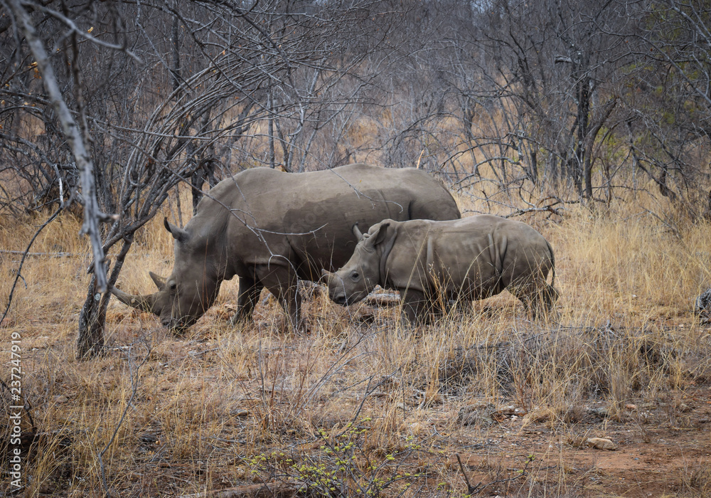 Obraz premium nosorożec i cielę w krajobraz sawanny w RPA