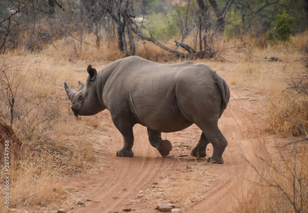 Fototapeta premium nosorożec przekraczający polną drogę w południowoafrykańskim rezerwacie