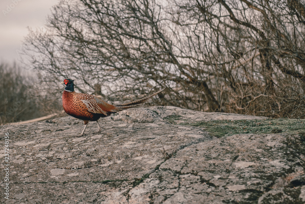 Fototapeta premium pheasant in the wild