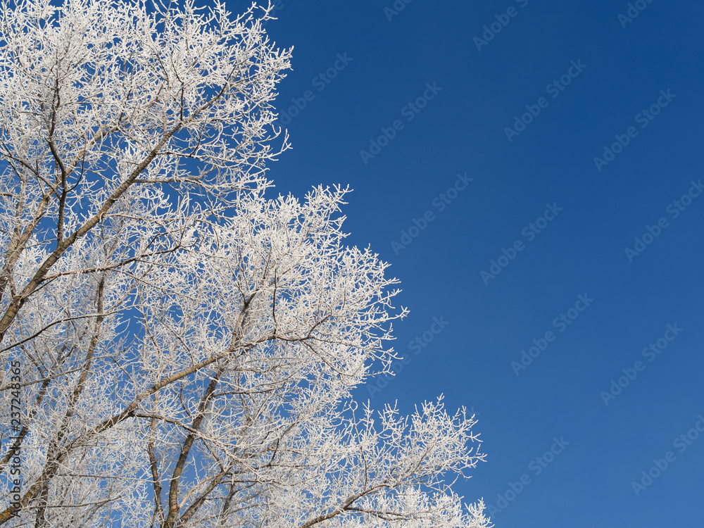 Frozen trees in the morning