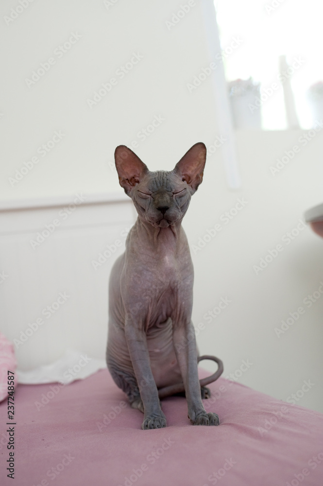 Naked hairless sphinx cat