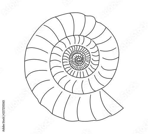 shell isolated on white background