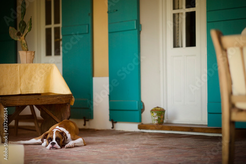 View of a dog resting in the corridor of a house.