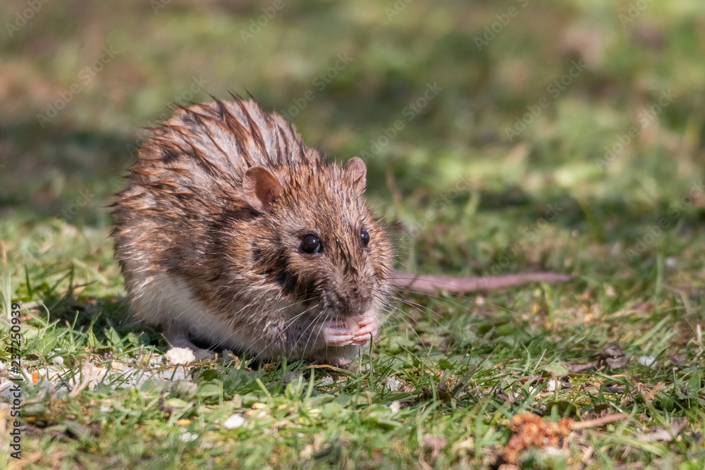rat rat