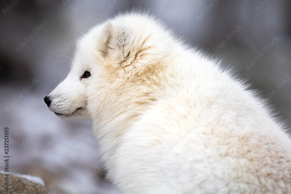 Close-up of arctic fox in white winter coat sitting Close-up of arctic fox in white winter coat sitting
