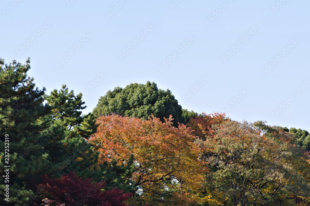 江戸城本丸跡付近の森林