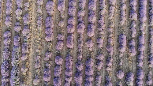 Aerial view, Flying above lavender field in rural countryside. Top view, Flight over lavender meadow. Agriculture herbs industry scene photo