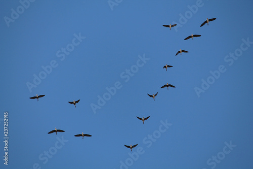 Flock of flying wild Greater white-fronted geese (Anser albifrons) against blue sky