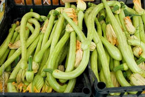 fresh zucchini, Italian variety called "trombetta" because similar to the shape of a trumpet, vegetables, food, diet, agriculture, farm, local market, Liguria, Italy