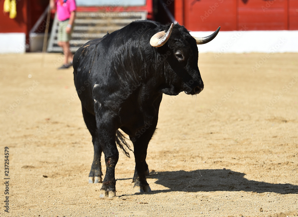 angry bull running in spanish bullring angry bull running in spanish bullring