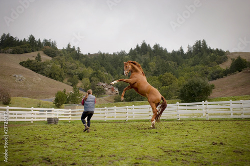 Young woman walking with her jumping brown horse in a paddock. photo
