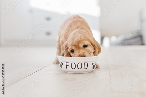 English cocker spaniel puppy eating dog food