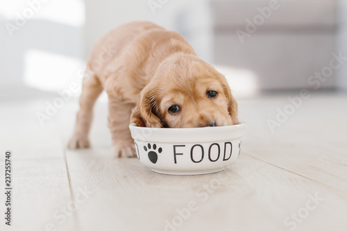 English cocker spaniel puppy eating dog food