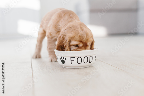 English cocker spaniel puppy eating dog food