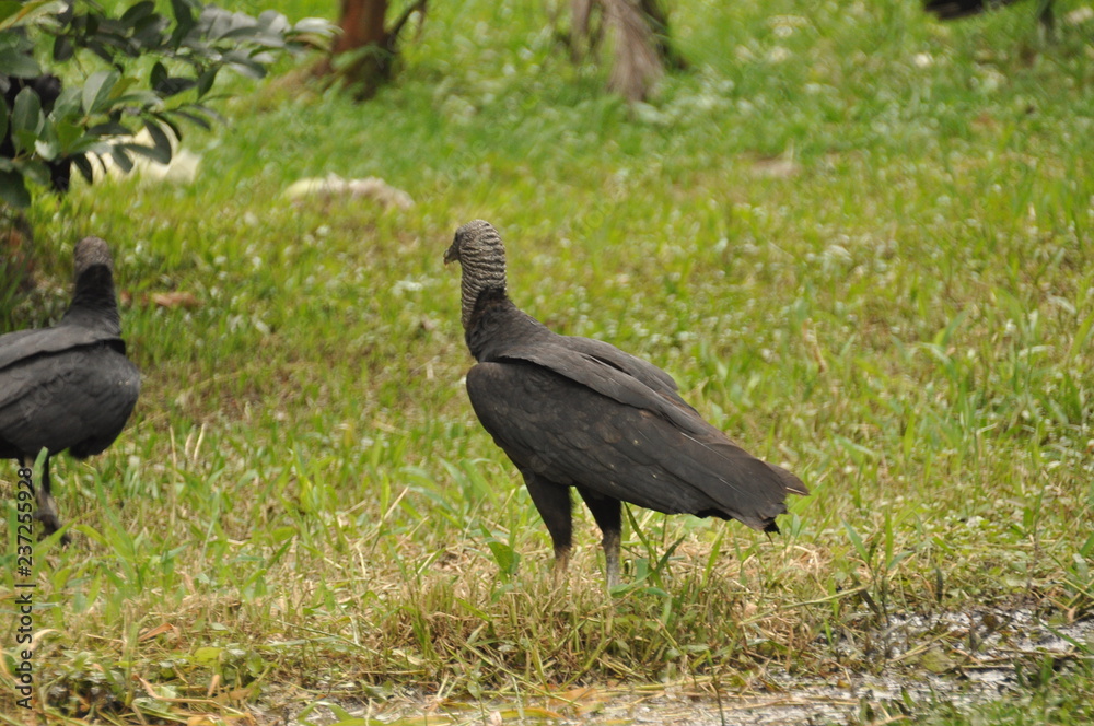 Fototapeta premium Black vulture. Eating carrion black bird with a sense of smell and a head without feathers
