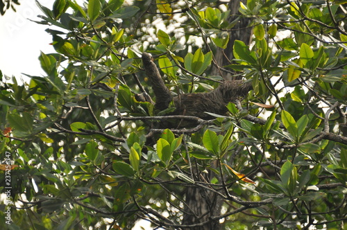 Three-fingered sloth, hanging from a tree in a jungle in Central America. Panama. photo