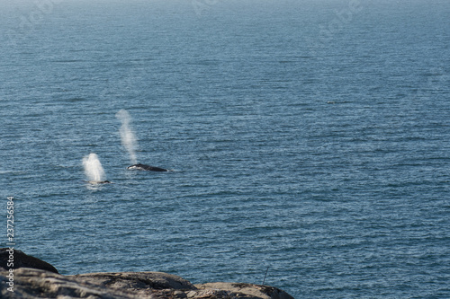 Humpback whale blow from two surfacing whales photo