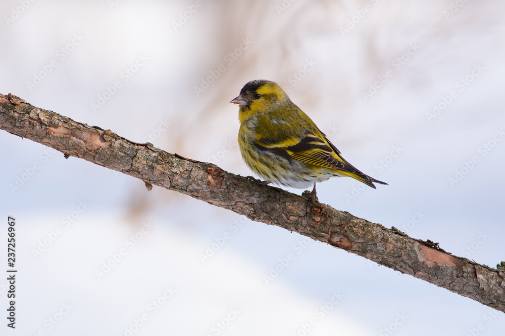 Obraz premium Siskin sits on a larch branch in a clearing in a spring forest park.