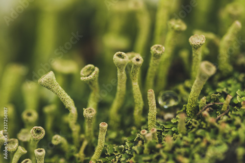 Forest moss in winter. Plant closeup