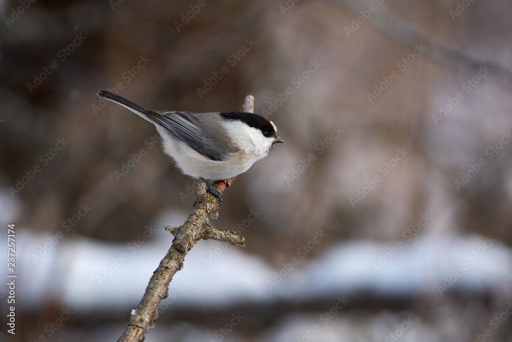 Obraz premium Willow tit sits on a branch in a clearing in the winter forest park.