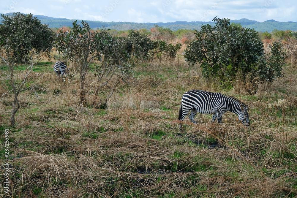 Naklejka premium wonderful Africa wild nature Zebras on a field