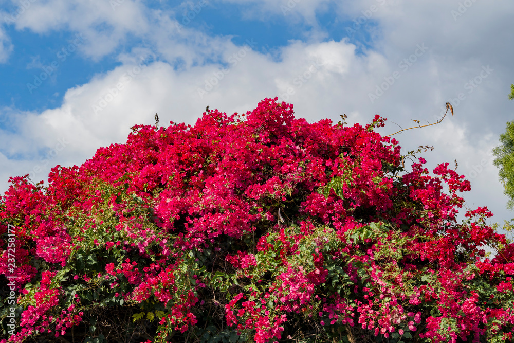 Beautiful blossom of the Bougainvillea flower