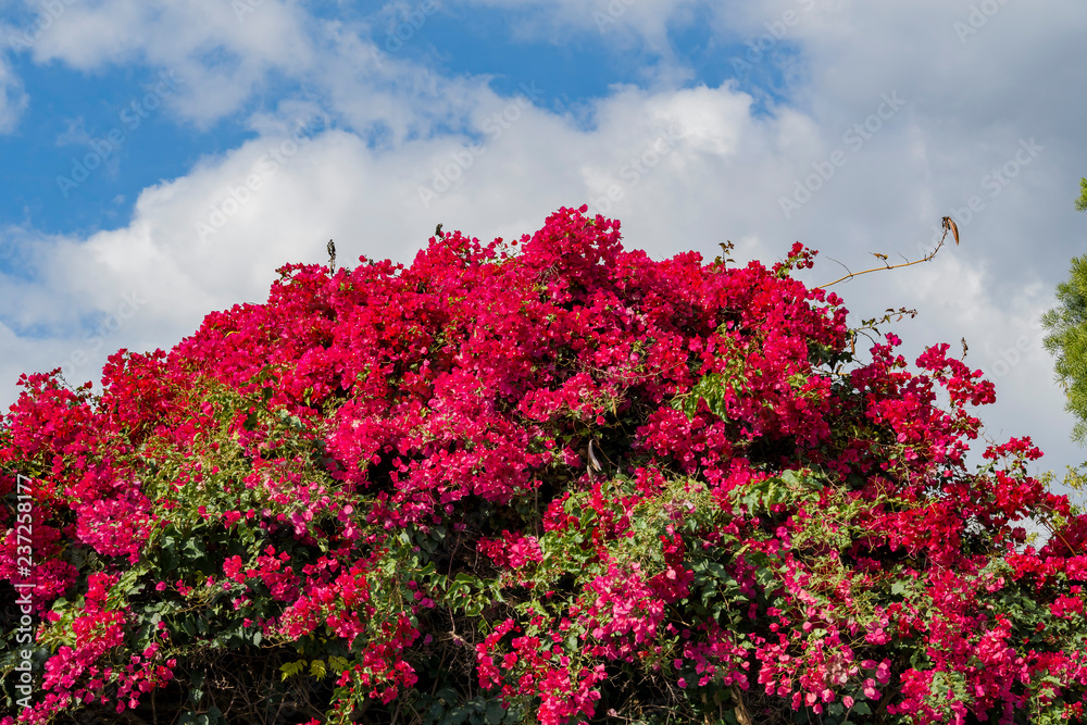 Beautiful blossom of the Bougainvillea flower Beautiful blossom of the Bougainvillea flower