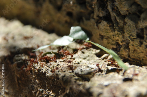 Leaf Cutting ants collect stock  leaf fragments for mushroom growing in Central American jungle. Panama.