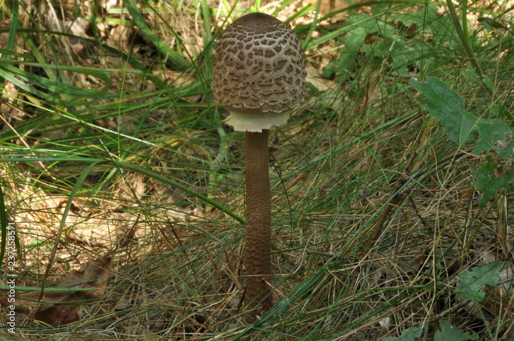 Edible mushrooms. Delicacy. The addition to the dishes. Autumn mushroom picking Edible mushrooms. Delicacy. The addition to the dishes. Autumn mushroom picking