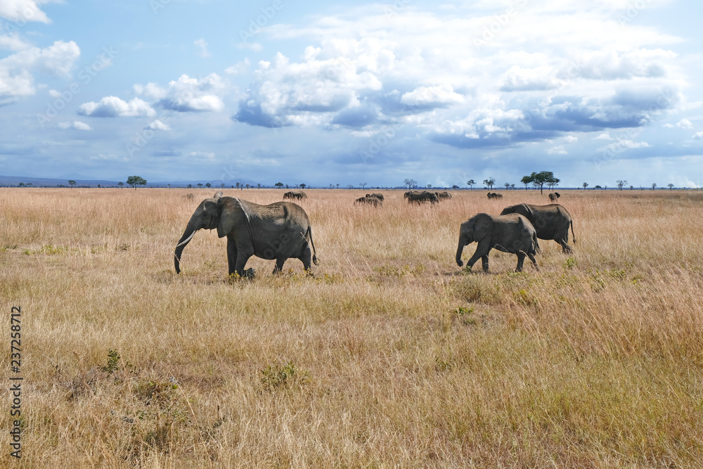 Obraz premium Herd of elephants Tanzania safari