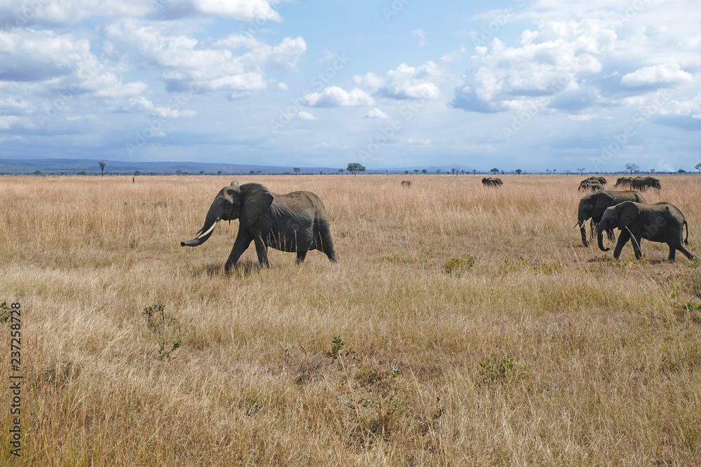 Herd of elephants Tanzania safari Herd of elephants Tanzania safari