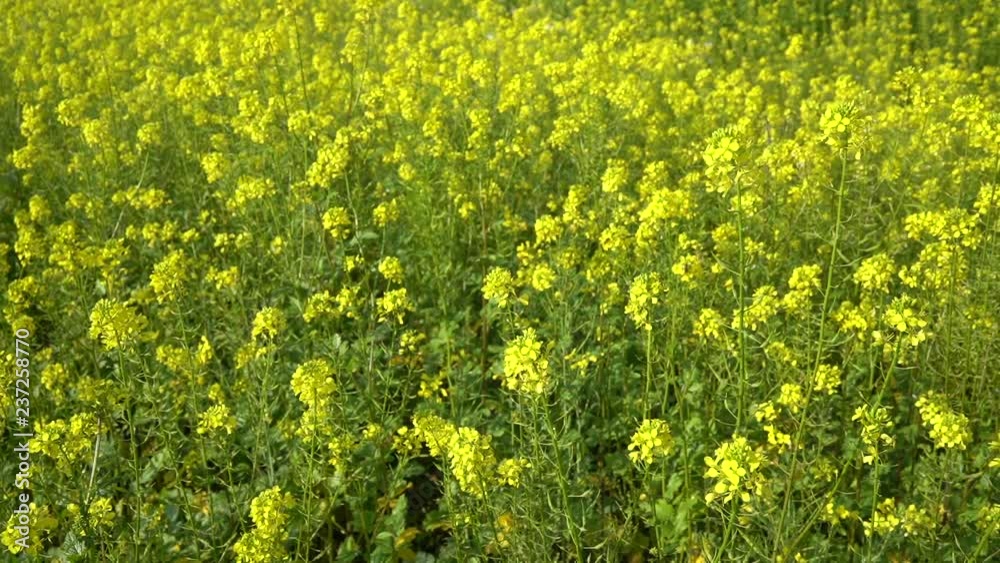 Mustard yellow mustard field with line of trees in background Mustard yellow mustard field with line of trees in background